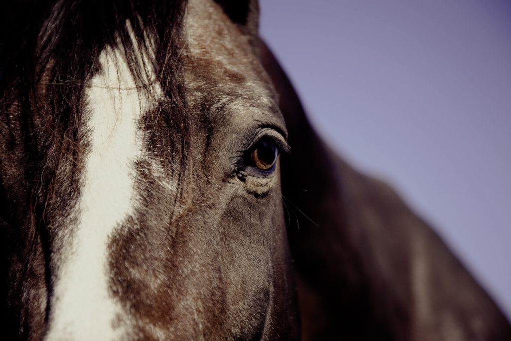 horse close up